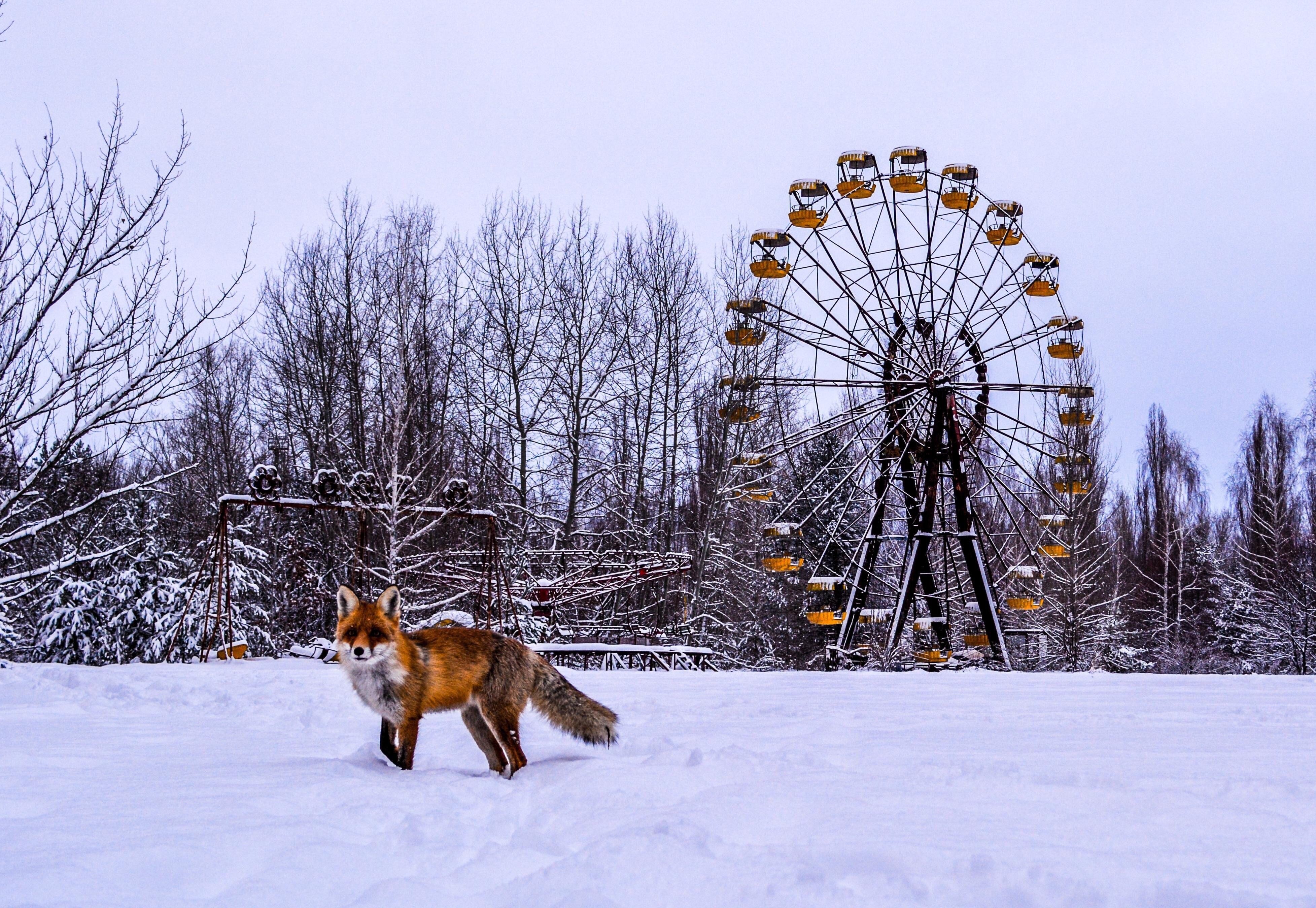 Chernobyl: Bencana Umat Manusia, Rahmat untuk Alam